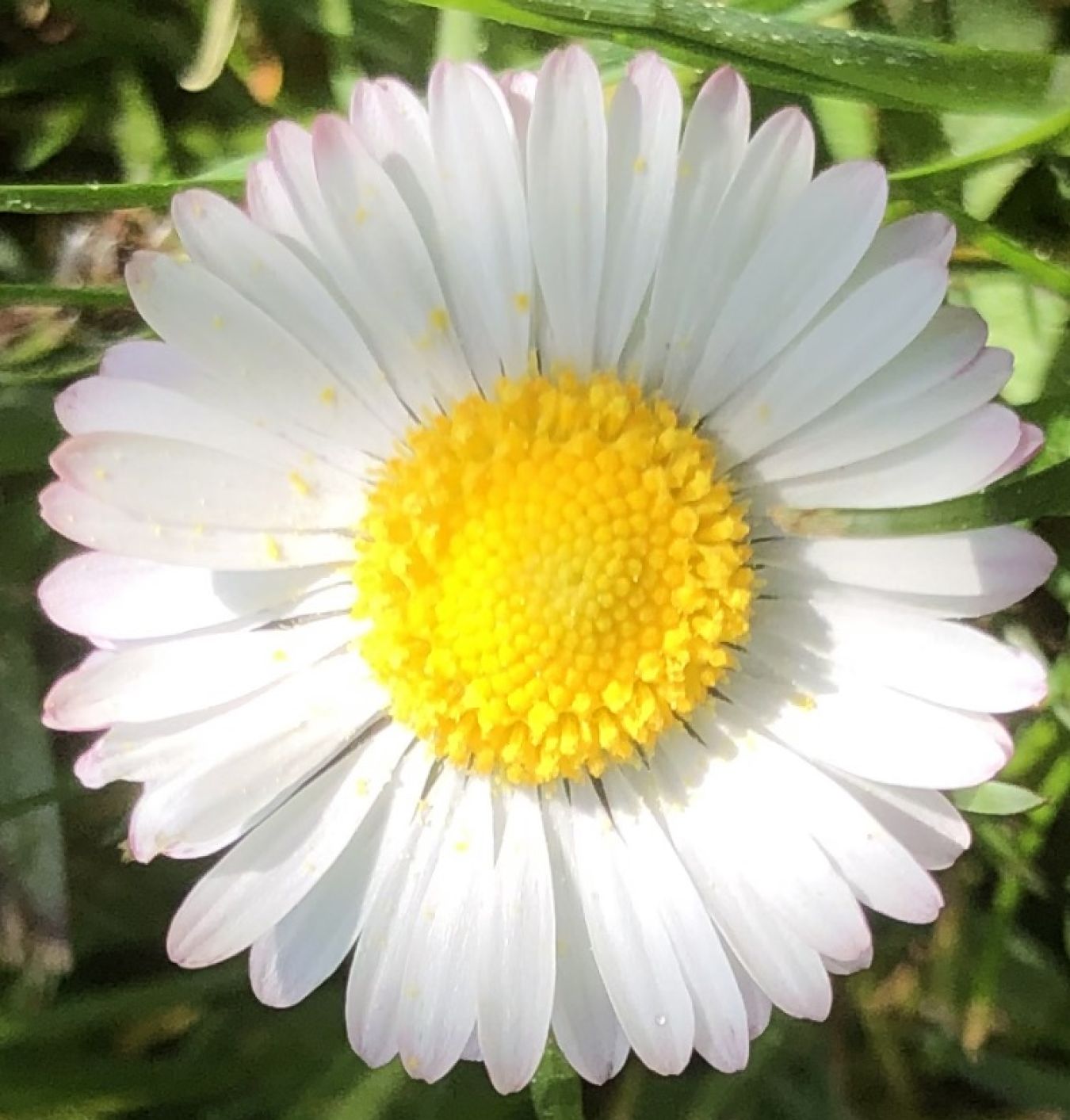 Mediale Sitzung Blumen lesen